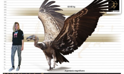 脸上长囊肿型痘痘原因-脸上长囊肿型痘痘网 - 网站提供脸上长囊肿型痘痘擦什么药小常识、脸上长囊肿型痘痘有大硬块疼